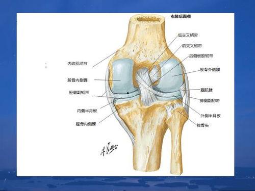 膝关节视频,膝关节运动损伤预防与康复之道