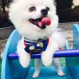 萌狗的视频,治愈系萌宠瞬间，萌态可掬萌翻网友