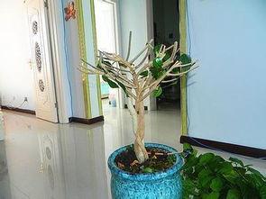 扶桑花怎样剪枝视频,视频教程详解