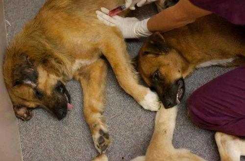 人类配种全过程视频