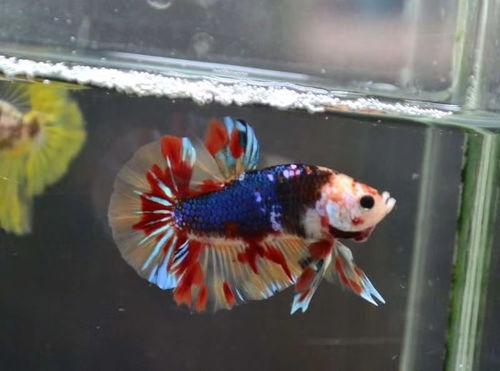 泰国斗鱼视频,水中精灵的华丽舞动