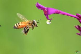 野蜂飞舞视频,揭秘蜂群智慧与自然和谐