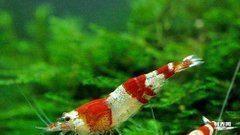 水晶虾繁殖视频,视频带你领略水族魅力