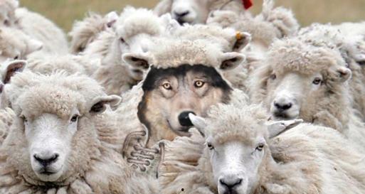 披着羊皮的狼视频,揭秘伪装下的真实面目